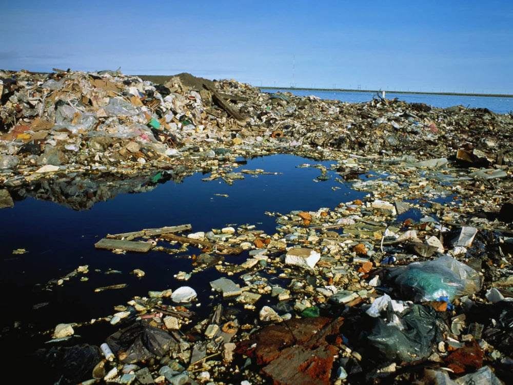 CONSUMO CONSCIENTE: FAZENDO ESCOLHAS INFORMADAS PARA A CONSERVAÇÃO DOS OCEANOS