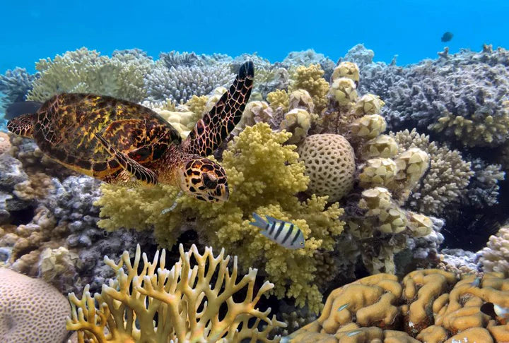 A GRANDE BARREIRA DE CORAIS: MERGULHE, PRATIQUE SNORKEL E NAVEGUE PELO CORAL WONDERLAND DA AUSTRÁLIA