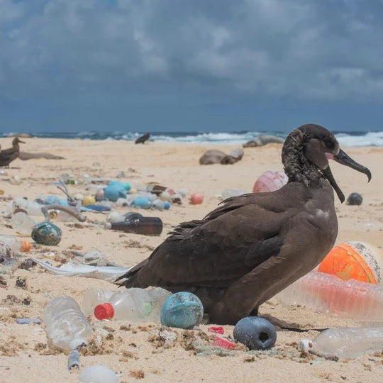 INICIATIVAS GLOBAIS PARA A CONSERVAÇÃO DOS OCEANOS: ESFORÇOS UNIDOS PARA SALVAR OS NOSSOS MARES