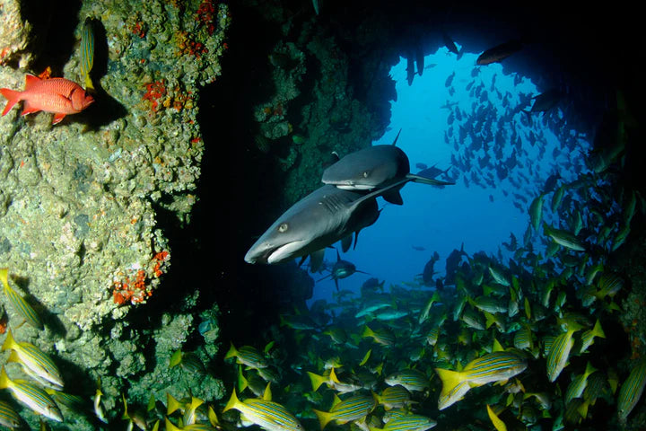 COSTA RICA: EXPLORE O MUNDO SUBAQUÁTICO DA ILHA COCOS