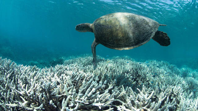 Da oxibenzona ao octinoxato: produtos químicos nocivos em protetores solares e seu impacto nos recifes de coral