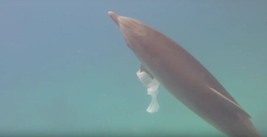 O IMPACTO DAS ATIVIDADES HUMANAS NOS GOLFINHOS: DESAFIOS DE CONSERVAÇÃO NUM OCEANO EM MUDANÇA