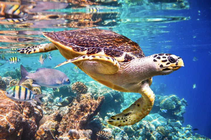 O PAPEL DAS TARTARUGAS MARINHAS NOS ECOSSISTEMAS MARINHOS: GUARDIÕES DO OCEANO