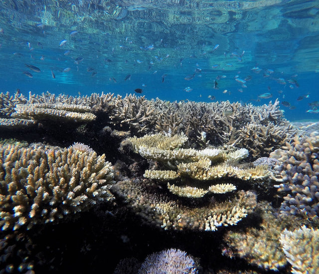 Mergulhando nas profundezas: explorando maravilhas subaquáticas e recifes de coral